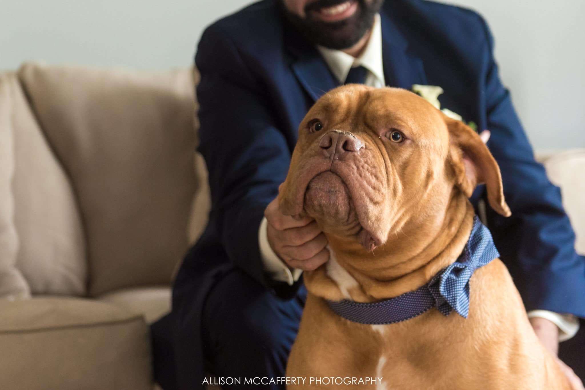 dog with bow tie on wedding day