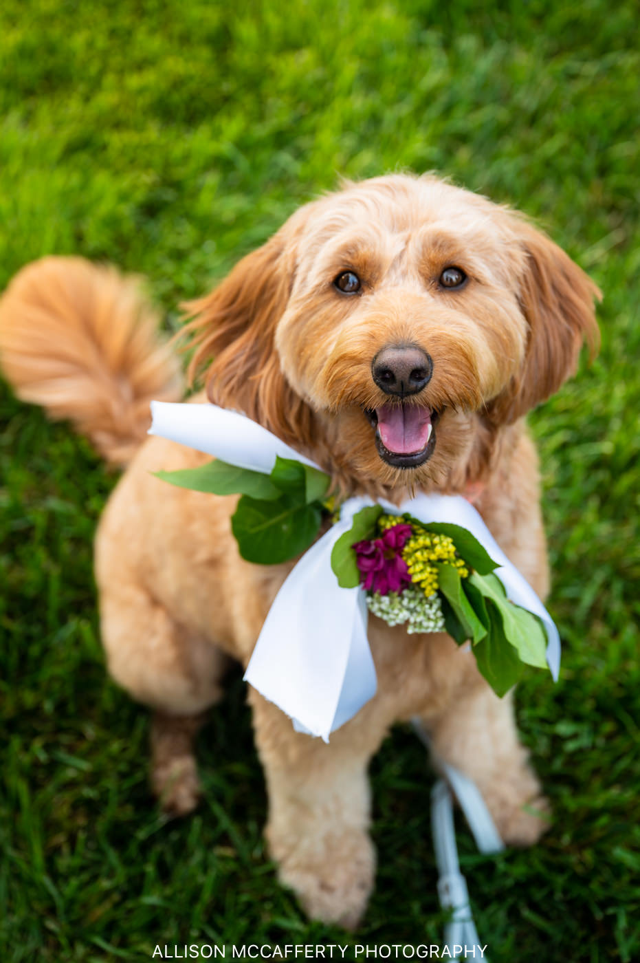 Wedding Flower Dog